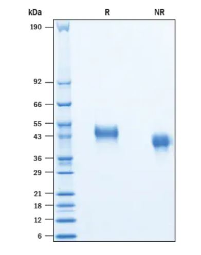2 μg/lane Protein  was resolved with SDS-PAGE under reducing (R) and non-reducing (NR) conditions and visualized by Coomassie® Blue staining.